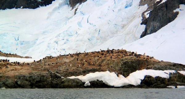 Cuverville Island