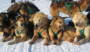 Dog Sled