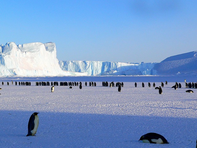 Emperor Penguins Antarctica