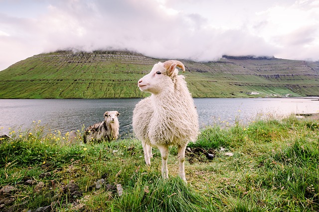 Faroe Islands Sheep