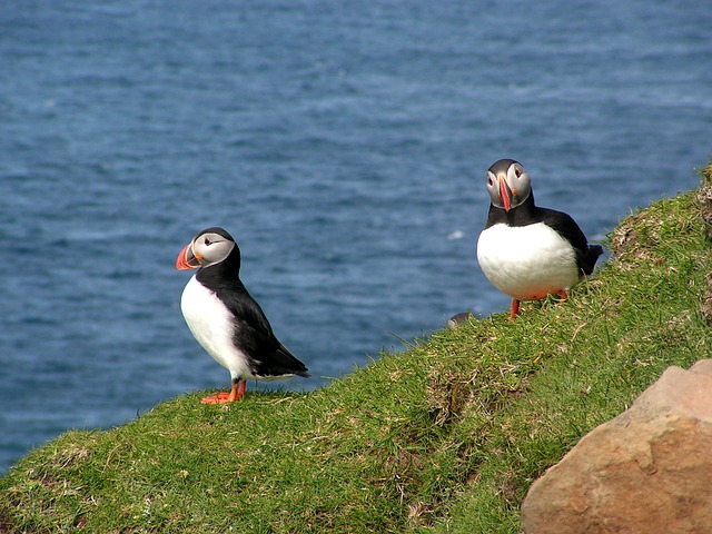 Faroe Islands Puffin