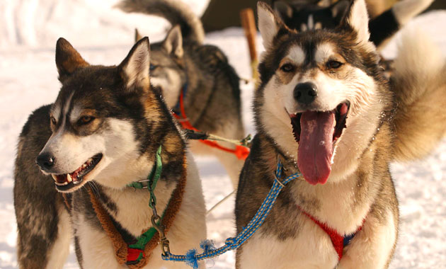 Huskies