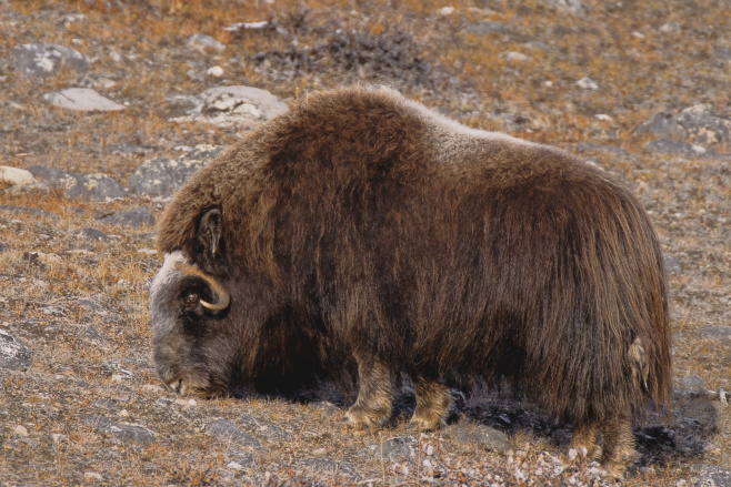 Muskox