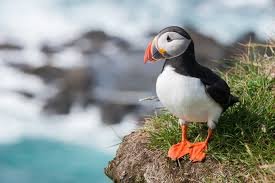 Puffins