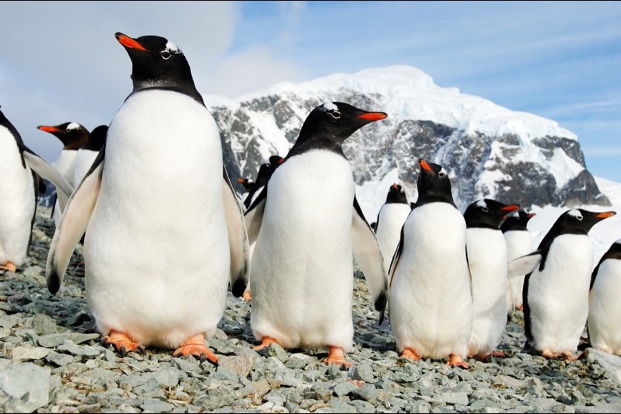 Gentoo penguins on the Antarctic Peninsula