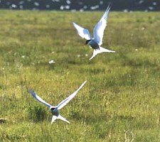 Arnastapi Iceland