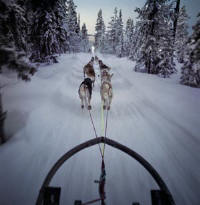 Dogsled