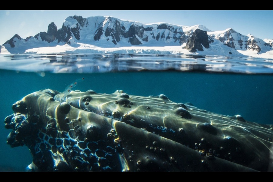 Humpback whale underwater beside the Antarctic Peninsula
