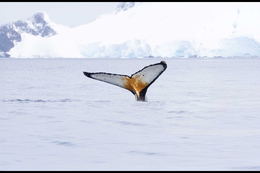 Humpback whale tail above Antarctic waters