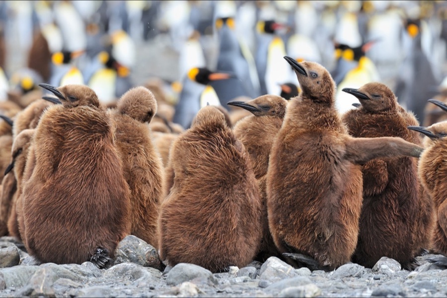 King penguin chicks in South Georgia