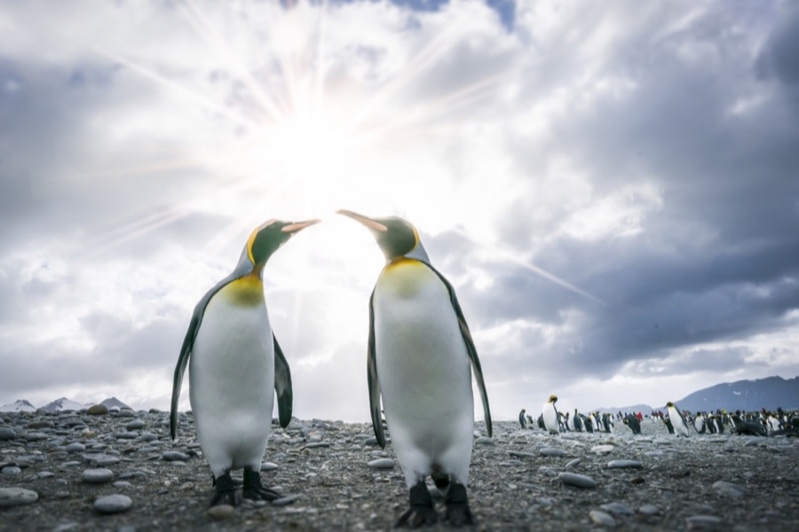 Adult king penguins in South Georgia