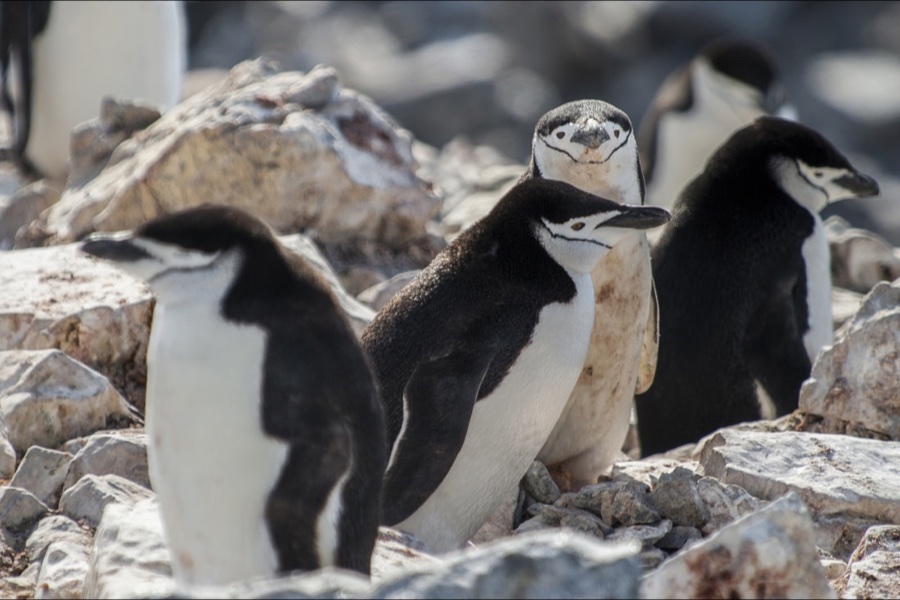 Chinstrap penguins on the Antarctic Peninsula